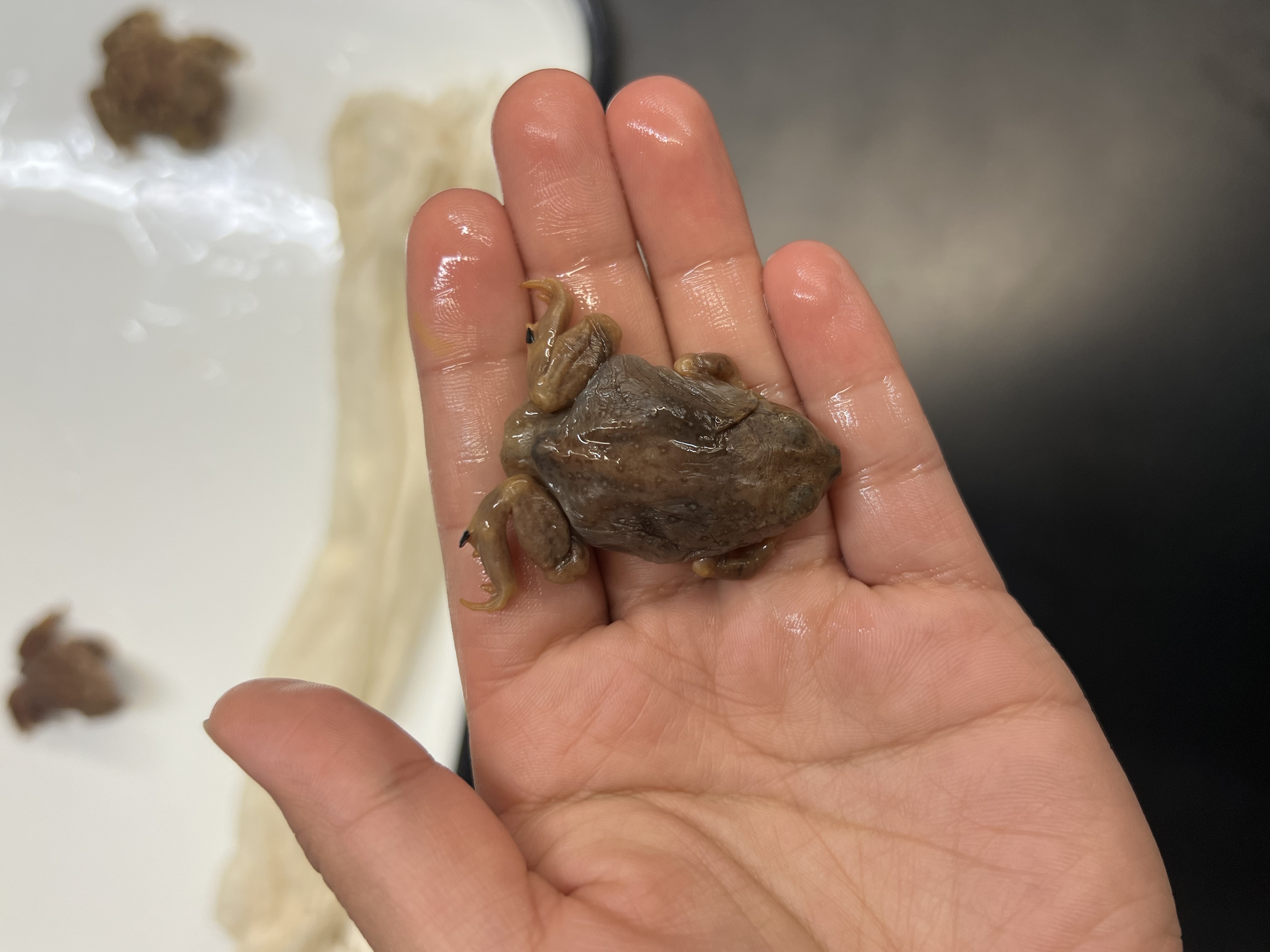 <p>What’s the <strong>family</strong> name?</p>