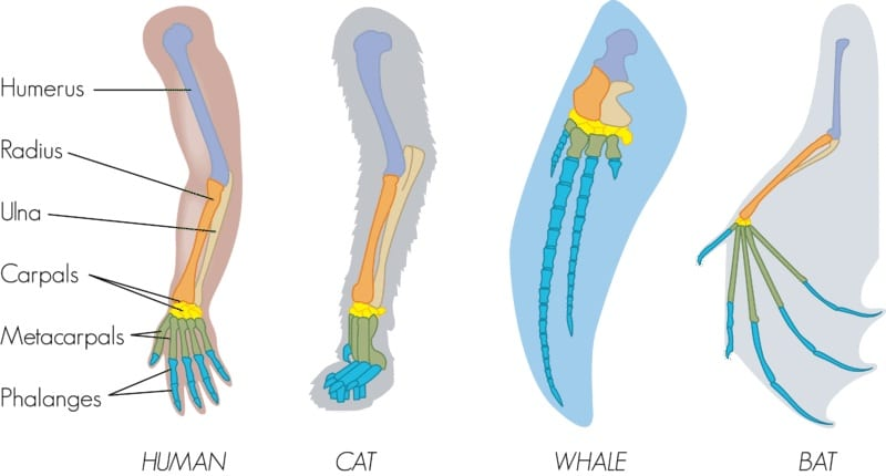 <p>species that are morphologically similar comes from their inheritance of the genetic basis from a common ancestor </p><ul><li><p>similarity that results from shared ancestry </p></li><li><p>e.g) four limbs of all tetrapod vertebrates </p></li></ul><p></p>