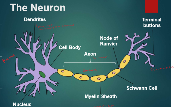 * Are the basic unit of the nervous system 
* operate through electrical impulses
* communicate with other neurons through chemical signals
* Three types of neurons:
  * Sensory neurons (afferent  neurons)
  * motor neurons (efferent neurons)
  * interneurons