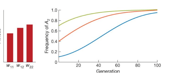 <p>selection for an allele that increases fitness</p>