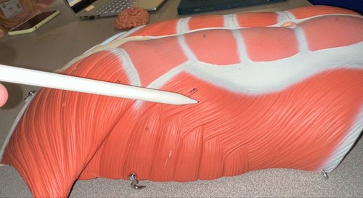 <p>What are the (3) attachments of the External Abdominal Oblique?</p>