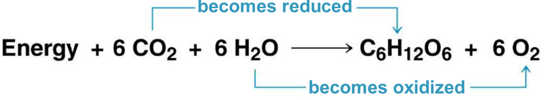 <p>H<sub>2</sub>O comes from the _____ and is _____ into O<sub>2</sub></p>