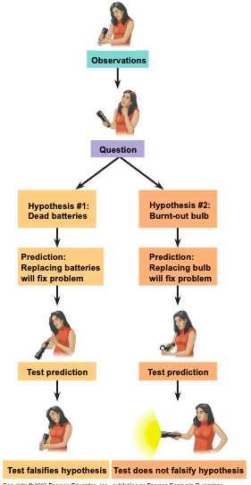 <ul><li><p>observation: your flashlight doesnt work </p></li><li><p>question: why doesnt your flashlight work?</p></li><li><p>hypothesis 1: the batteries are dead </p></li><li><p>hypothesis 2: the bulb is burnt out </p></li></ul>