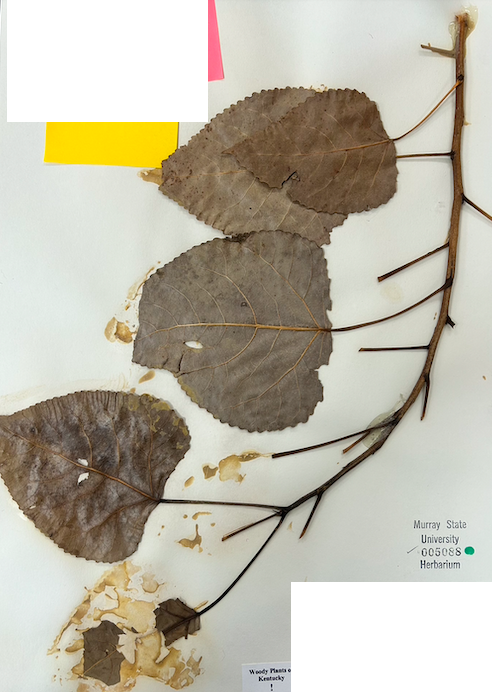 <p>Family? Genus?</p>