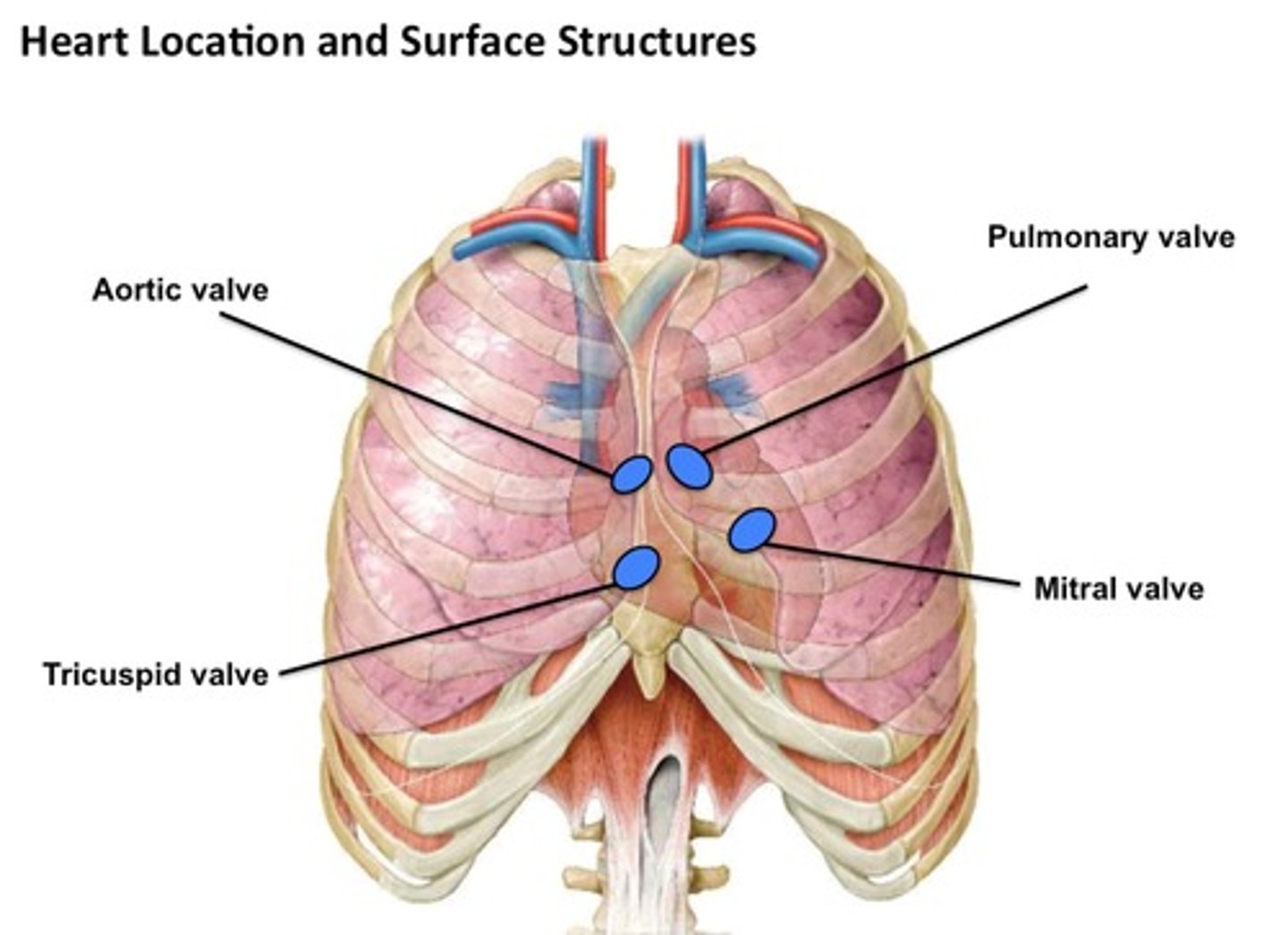 <p>Where are the sounds of the pulmonary semilunar valves heard in? </p>