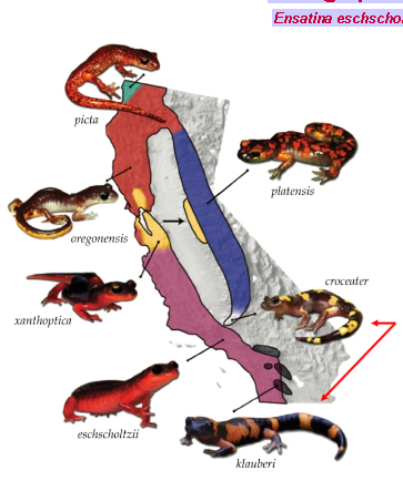 <p><span style="color: rgb(255, 255, 255);">Substantial interbreeding among adjacent</span><span style="color: rgb(255, 255, 255);"><br></span><span style="color: rgb(255, 255, 255);">populations along the contiguous ring</span><span style="color: rgb(255, 255, 255);"><br></span><span style="color: rgb(255, 255, 255);">Apparent reproductive isolation between</span><span style="color: rgb(255, 255, 255);"><br></span><span style="color: rgb(255, 255, 255);">the terminal subspecies in the complex</span><span style="color: rgb(255, 255, 255);"><br></span></p>