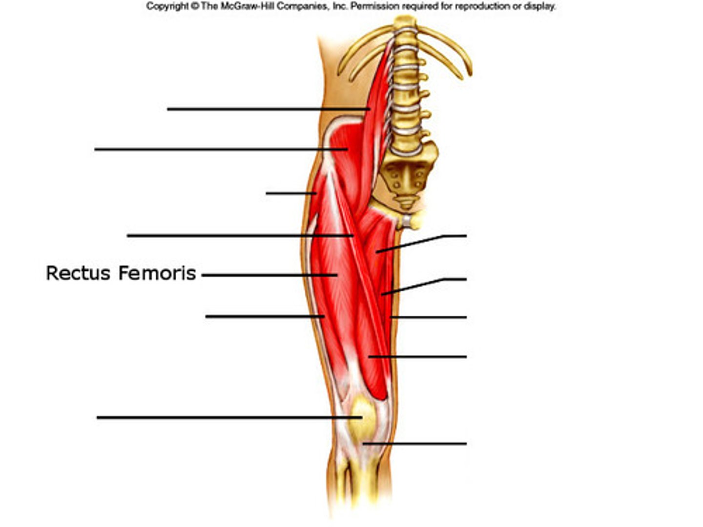 <p>Flexes the hip</p>