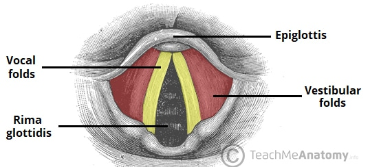 <p>fase vocal folds </p>