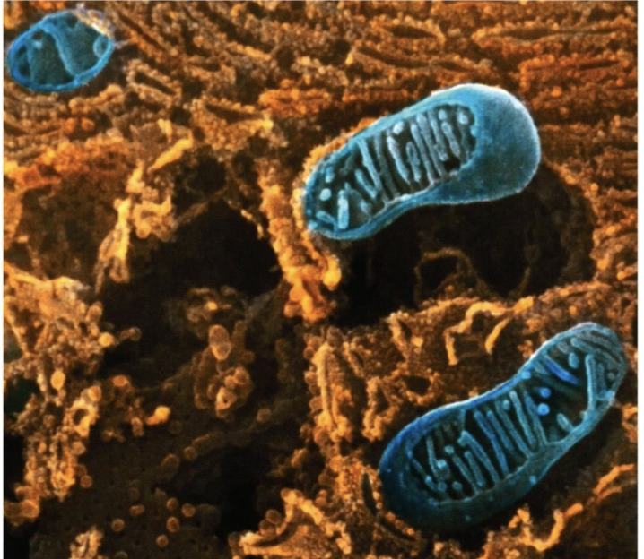 <ul><li><p><strong>Bcl-2</strong> = mammalian homolog of <strong>CED-9</strong></p></li><li><p><strong>Location</strong>: Outer mitochondrial membrane</p></li><li><p><strong>Function</strong>: Maintains <strong>low permeability</strong> → prevents apoptosis</p></li><li><p><strong>Inactivation of Bcl-2</strong>:</p><ul><li><p>Inactivation = pore formation → apoptosis</p></li><li><p>Leads to <strong>mitochondrial permeabilization</strong></p></li><li><p>Pores release apoptotic factors (e.g., cytochrome c)</p></li></ul></li></ul><p></p>