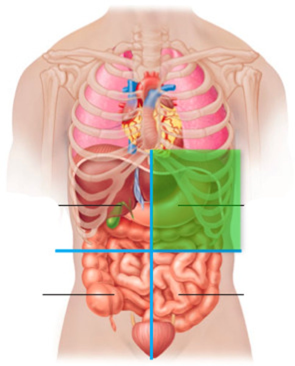 <p>Left lobe of liver, stomach, pancreas, left kidney, spleen, portions of large intestine</p>