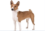 <p>Hound Group</p>