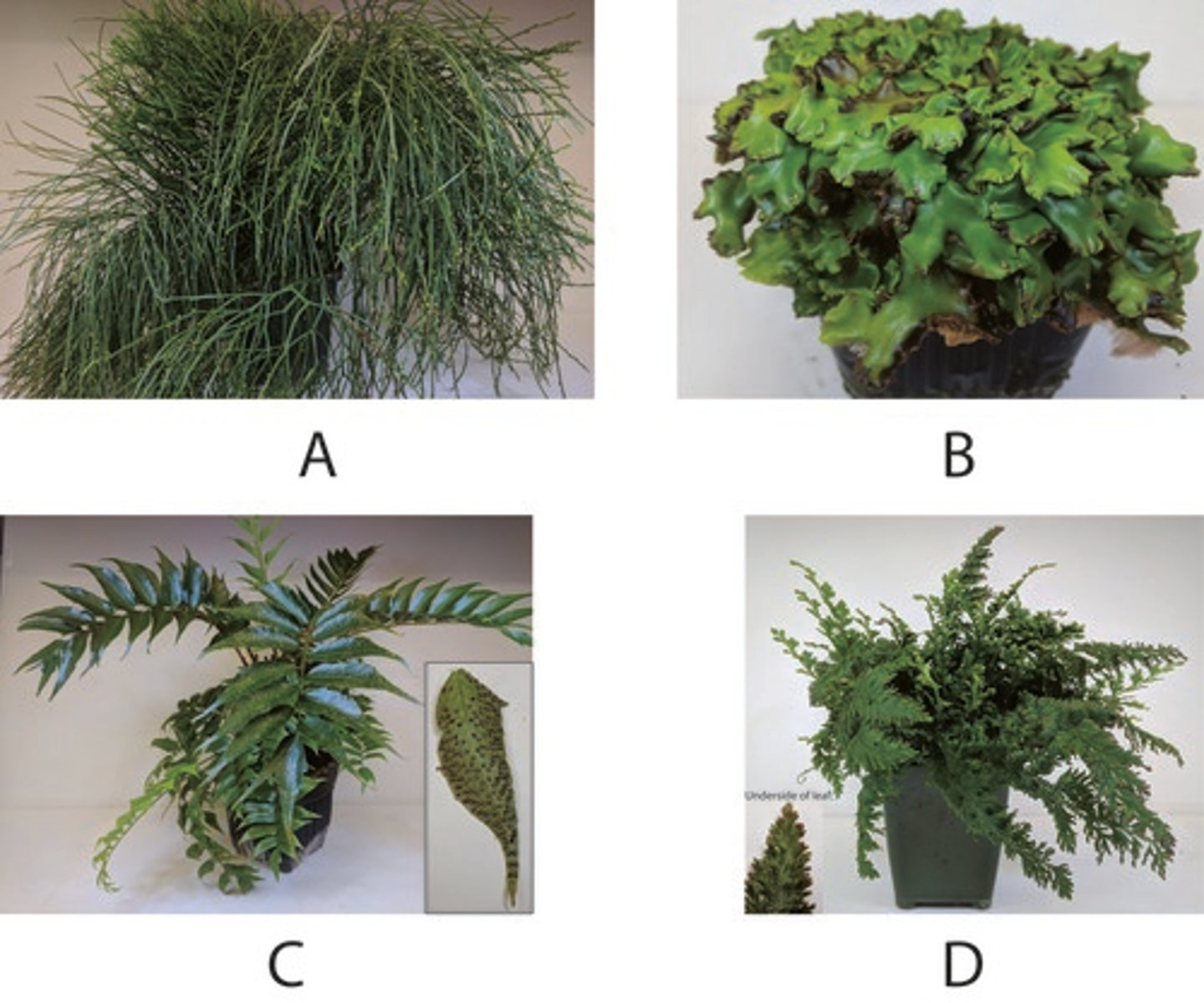<p>How many of the above plants have a homosporous life cycle?</p>
