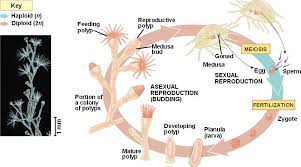 <p>polyps turn into medusa form</p>