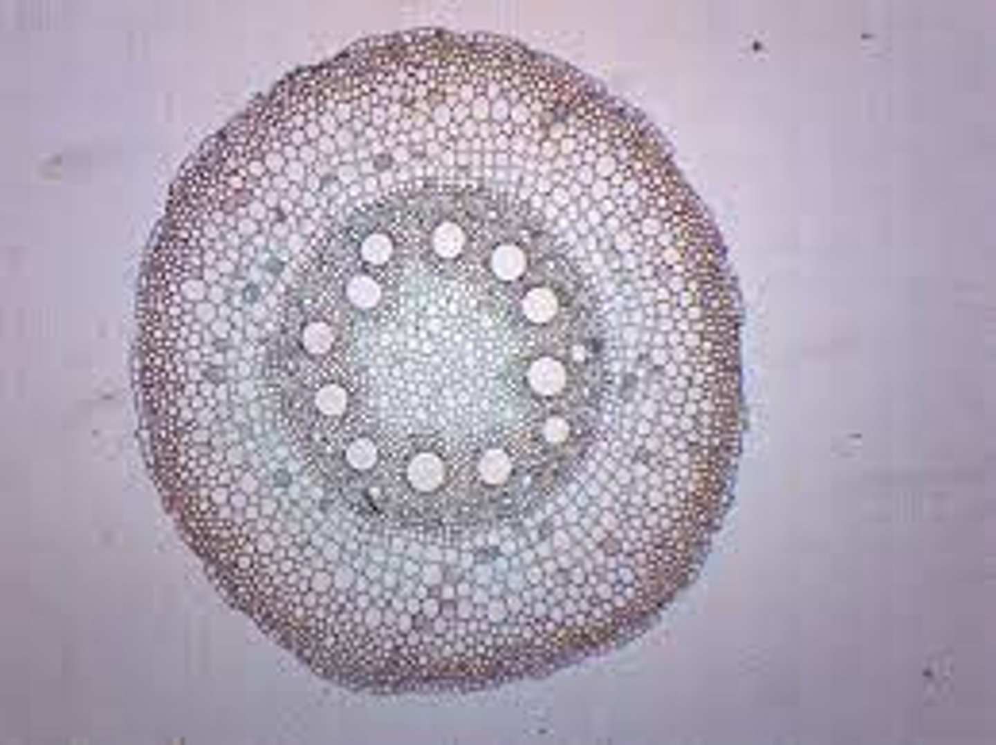 <p>This cross section is of what part of a monocot plant?</p>