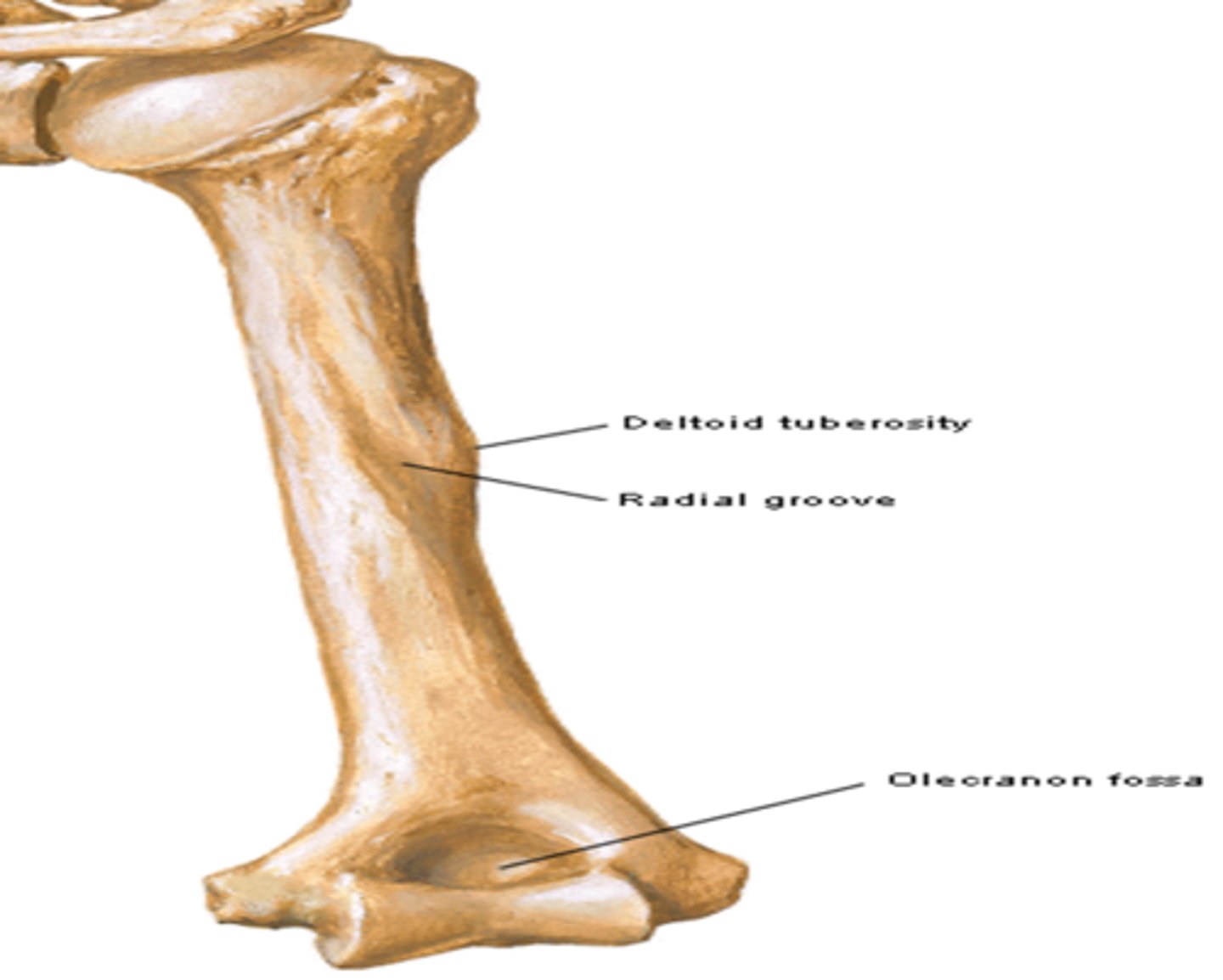 <p>posteriorly located, receives the olecranon of ulna during extension</p>