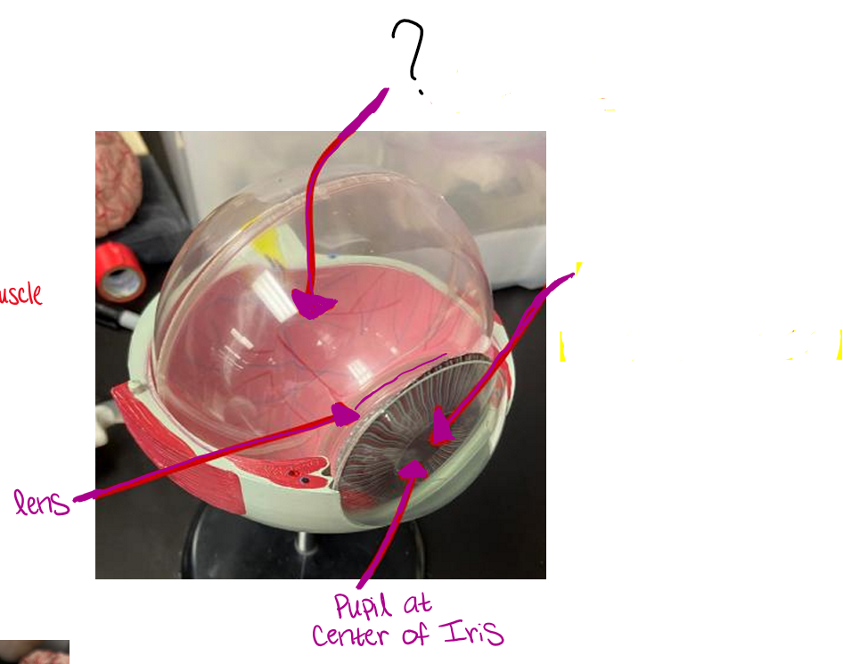 <p>what cavity is this and what fills it?</p>