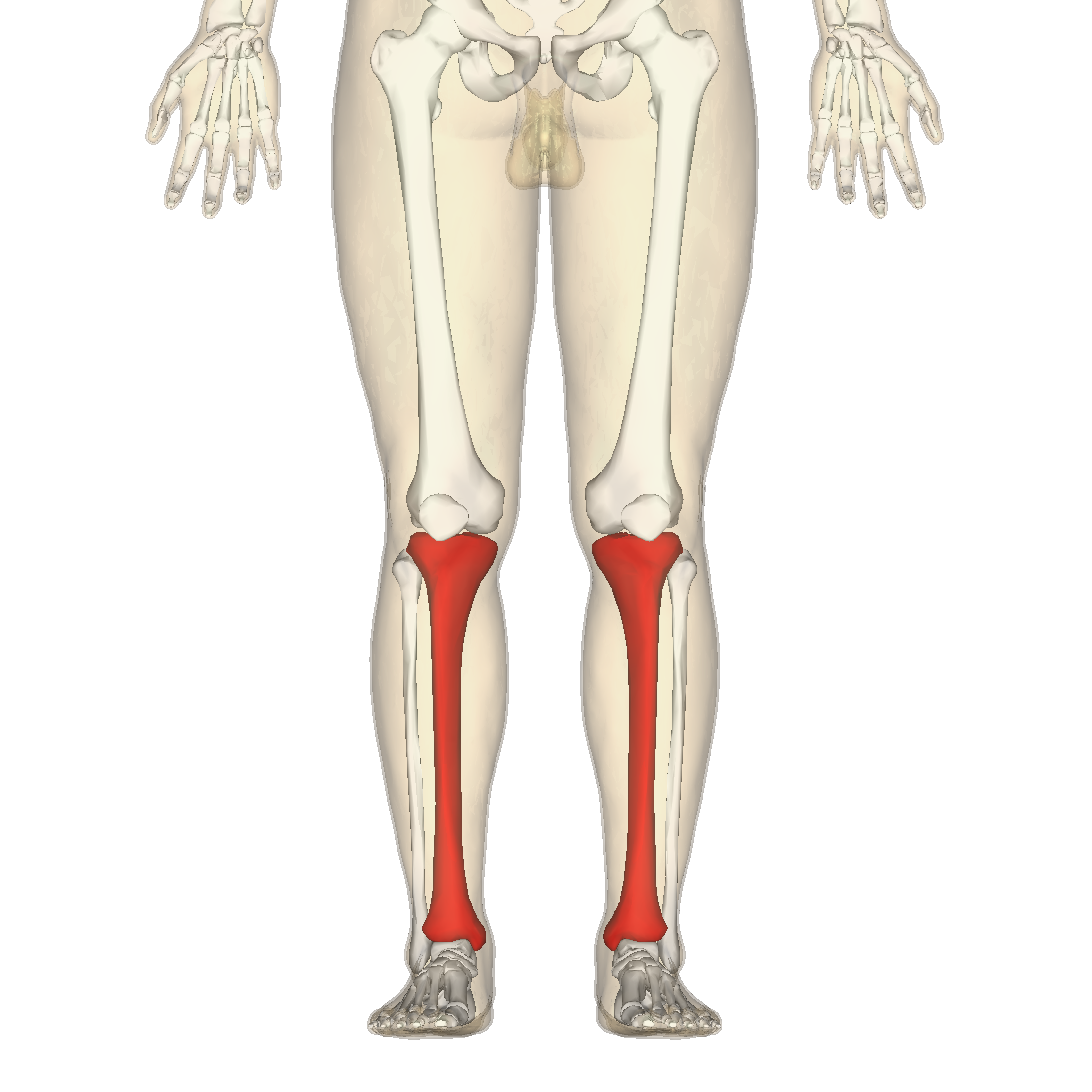 <p>sharp ridge is anterior and the medial malleolus of tibia is the MIDDLE. so that thang should be centered in the leg down near your foot</p>