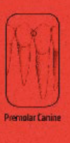 <p>Do we need an open contact in a mandibular premolar-canine PA?</p>