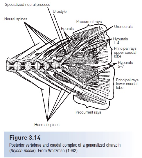 <p>found in the tails of teleost fish. They are modified neural spines that contribute to the structure of the hypochordal skeleton, playing a crucial role in supporting the caudal fin</p>