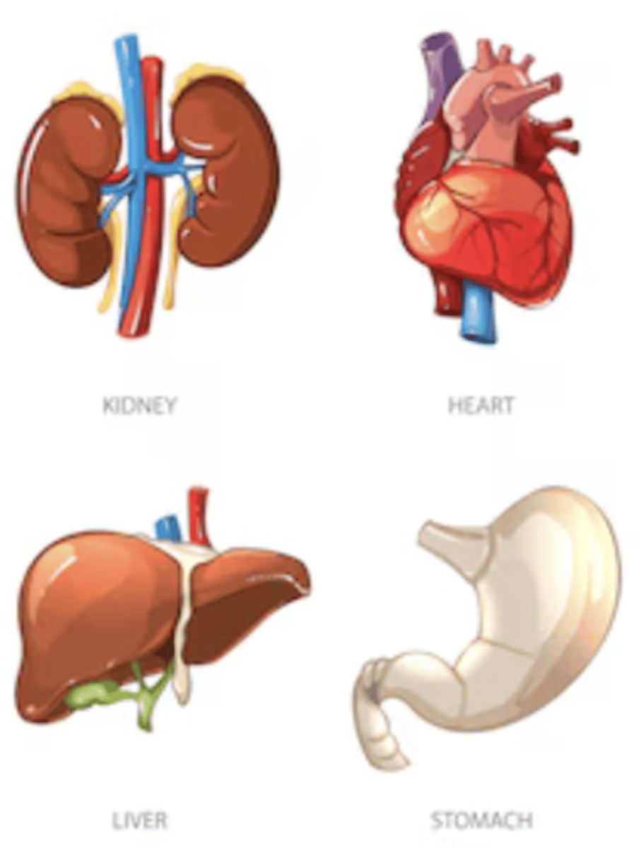 <p>structure composed of two or more types of tissues that work together to perform a particular function.</p>