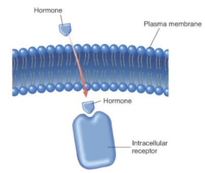 intracellular receptor