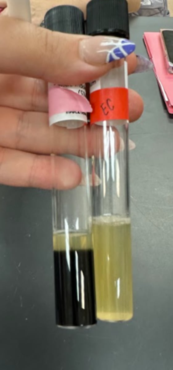 <p>What is a positive and negative reaction for the Hydrogen Sulfide (H2S) Production test</p>