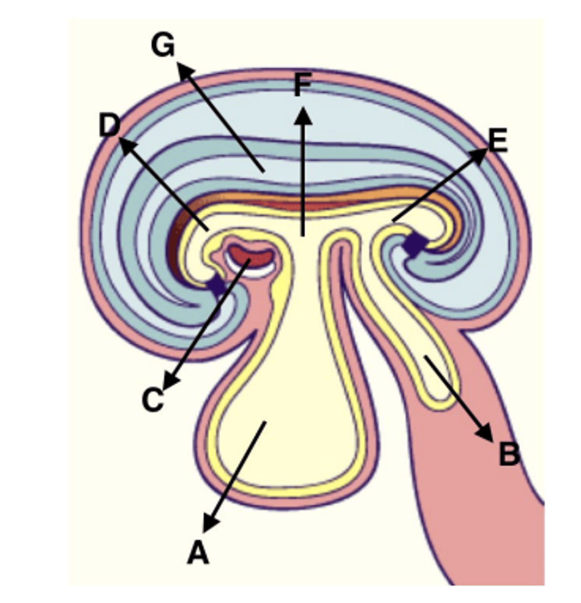 <p>D, E, &amp; F</p>