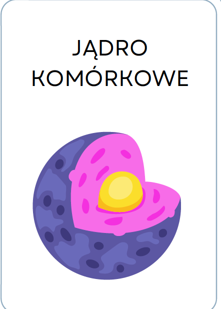 <p>JĄDRO KOMÓRKOWE</p>
