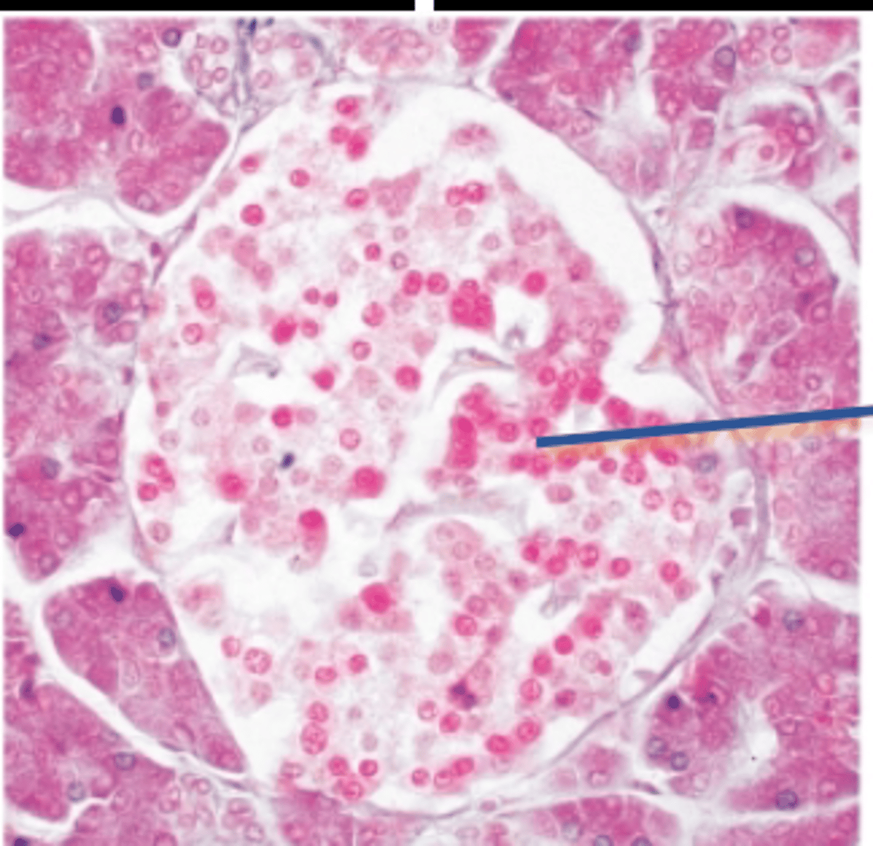 <p>Name the mass</p>