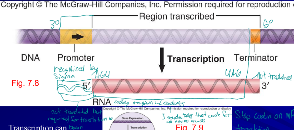 <p>sequence at which RNA synthesis (transcription) stops, not translated, tells the polymerase to fall off the DNA and release the RNA</p>