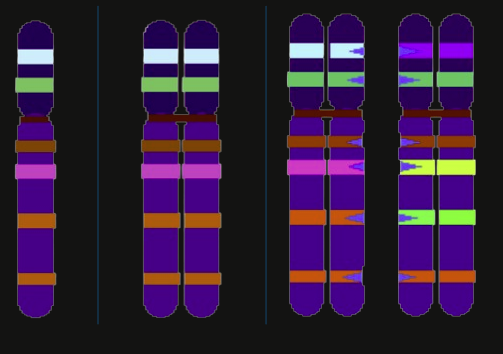 <p>Name these 3 Chromosome types</p>