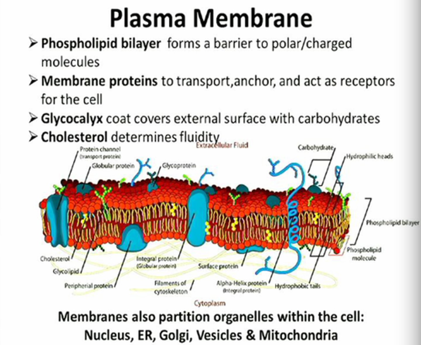 <p>protects the inside and outside of the cell, cell to cell identification, communication, lets things in and out of the cell.</p>