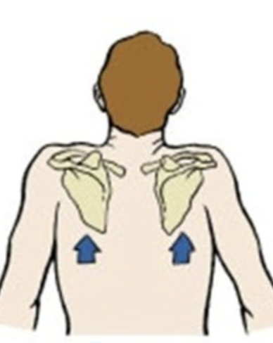 <p>lifting a body part superiorly</p>