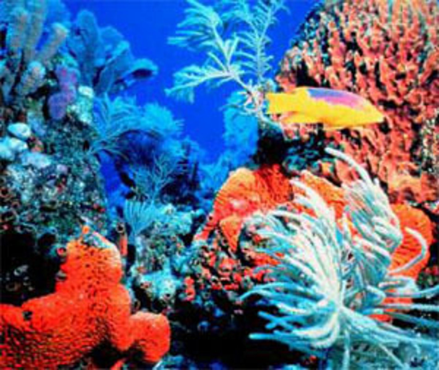 <p>a structure built up by coral animals in warm (mean of 18°C), shallow (less than 30m) ocean water.</p>