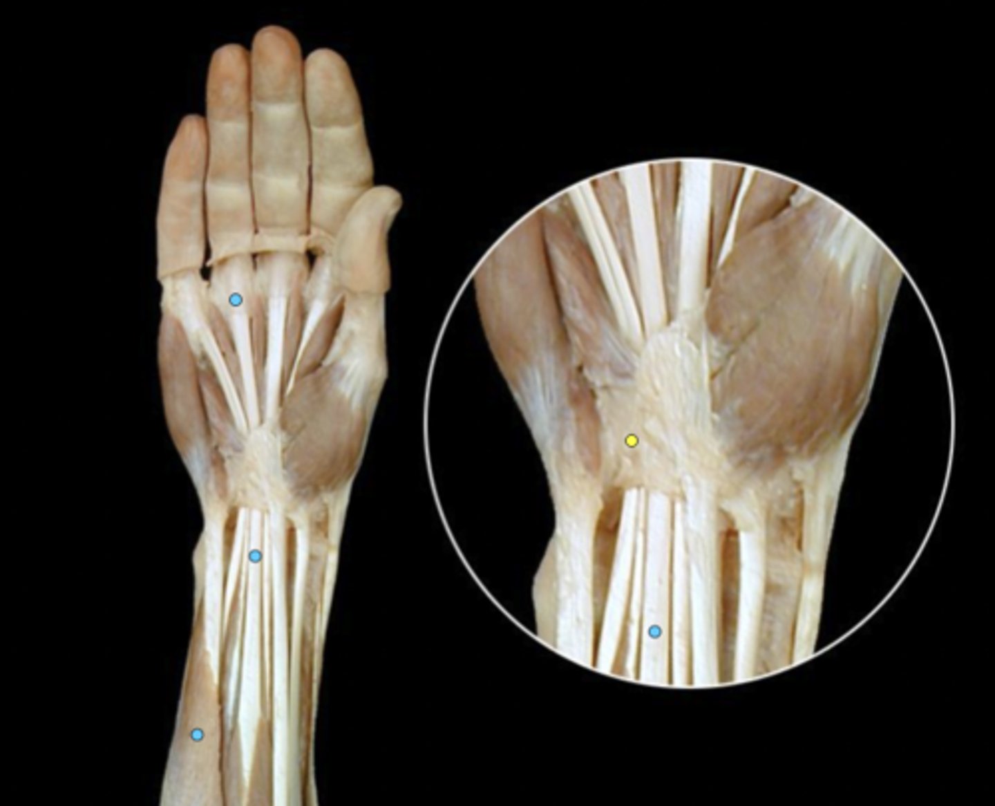 knowt flashcard image