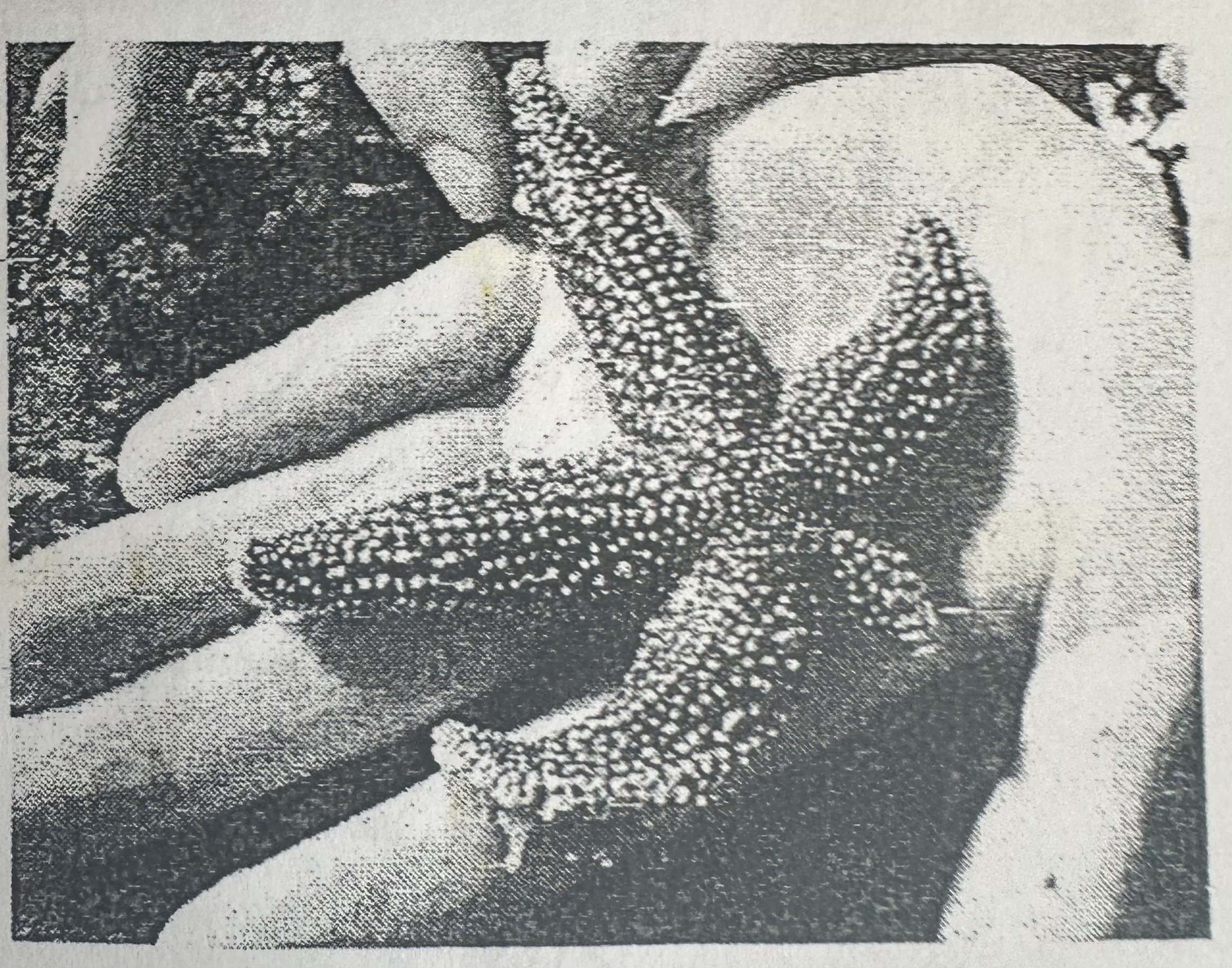 <p>fragments of parent’s break off and some grow into new whole organisms. Most do on purpose but some are by accident.</p><p>Used by starfish and flatworms (PLANARIA).</p>