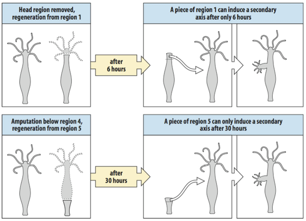 <p>The experiments here illustrate the effect of positional value on head inducing capacity. As I said before, if you take region 1 jus below the head, and transplant it below the head of an intact hydra nothing will happen.</p><p style="text-align: left">However if the head of a hydra is removed, and after 6 hours region 1 is transplanted into the body column of a host at a similar position as in the previous experiment, it can induce a head, showing that it has gained a stronger head inducing capacity. A piece of region five, from lower down the body column cannot do this after 6 hours, one needs to wait for 30 hours before this region has a similar head inducing capacity.</p><p style="text-align: left">The graph at the bottom of the slide summarises&nbsp; happens to the two gradients after the head is removed, this model can explain all the experiments shown above.</p><p style="text-align: left">If the head is removed the source of inhibitor is lost and this will result in an increase in positional values. In regions where this occurs the leftover tissue with the highest positional value will reach the “head-value” first and will start producing inhibitor again, thus restablishing the original situation only in a smaller body, and retaining the original polarity in the body column.</p><p style="text-align: left">This is an example of how morphallaxis might work molecularly.</p><p></p>