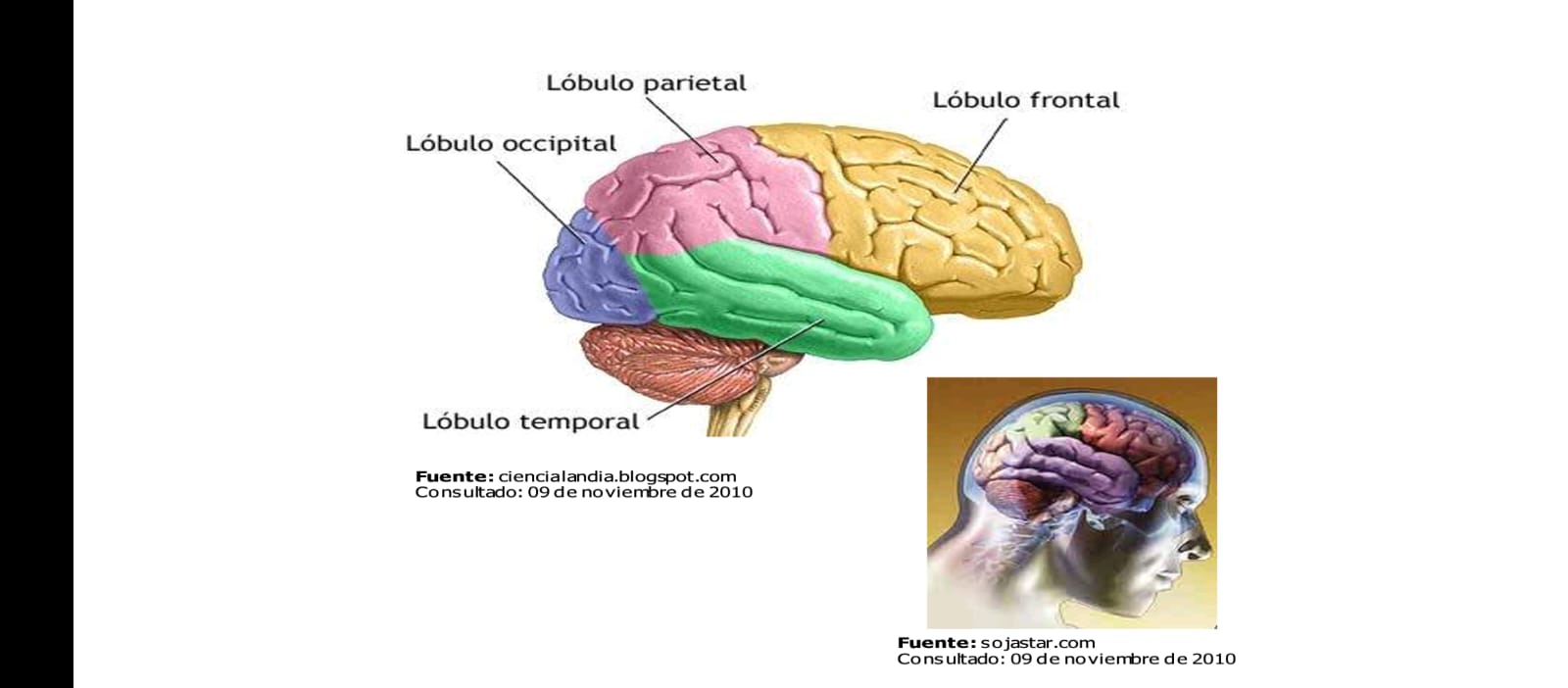 <p>-Frontal: pensamiento la conceptualizacion y planificación</p><p>-Parietal:movimiento, orientación espacial, cálculo y reconocimiento</p><p>-Occipital: procesamiento visual</p><p>-Temporal: habla, comprensión del lenguaje, sonidos y algunos aspectos de la memoria</p>