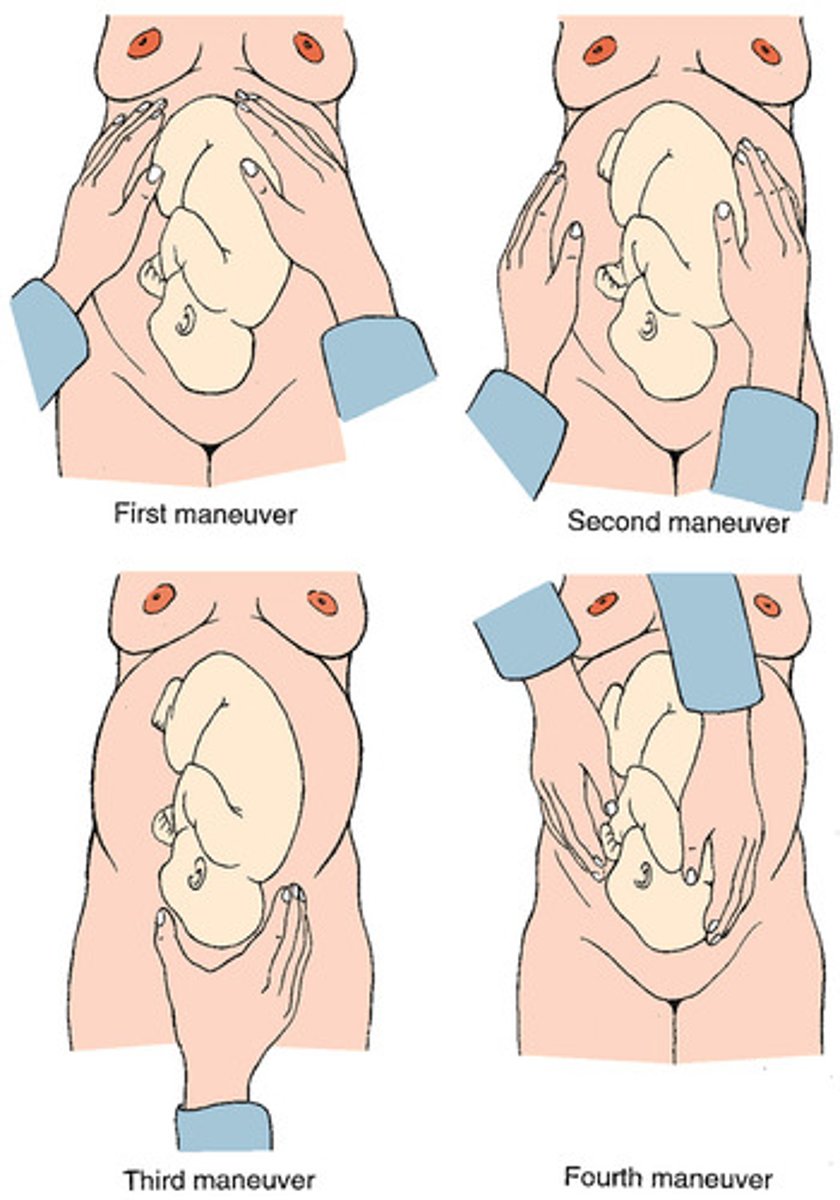 <p>A series of four maneuvers designed to provide a systematic approach whereby the examiner may determine fetal presentation and position.</p>