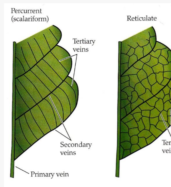 <p>Danner fine forbindelser mellom sekundærnervene og gir bladet et netverk</p>