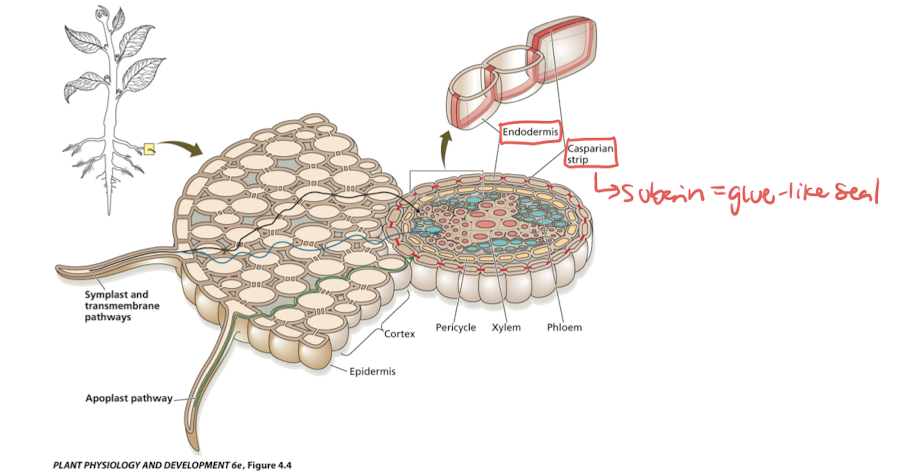 <p>apoplast,symplast, transmembrane pathways</p>
