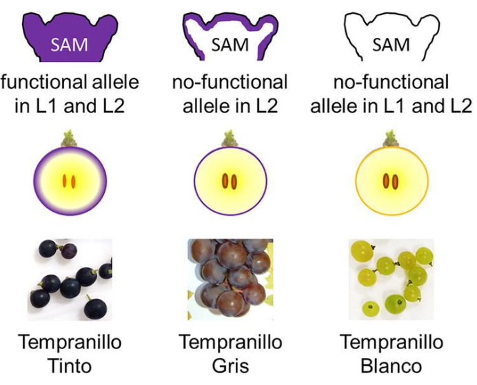 <p>Gris phenotypes only have one gene working in the L1 layer, MYBA1 or MYBA2 are either deleted or transcriptionally silenced </p><p>since the L2 layer remains similar to Pinot Noir, the internal flesh may still contain some anthocyanin, but this is masked by the pale skin - resulting in a pink colour </p><p>Can occur in different cultivars, most commonly known is pinot gris</p>
