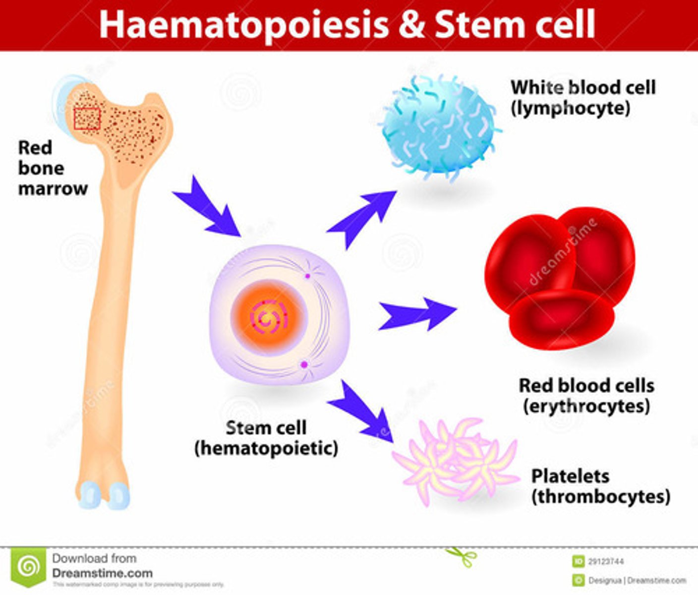 <p>Pertaining to the formation of blood cells.</p>