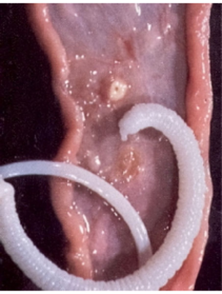 <p>What is the worm in this picture?</p>