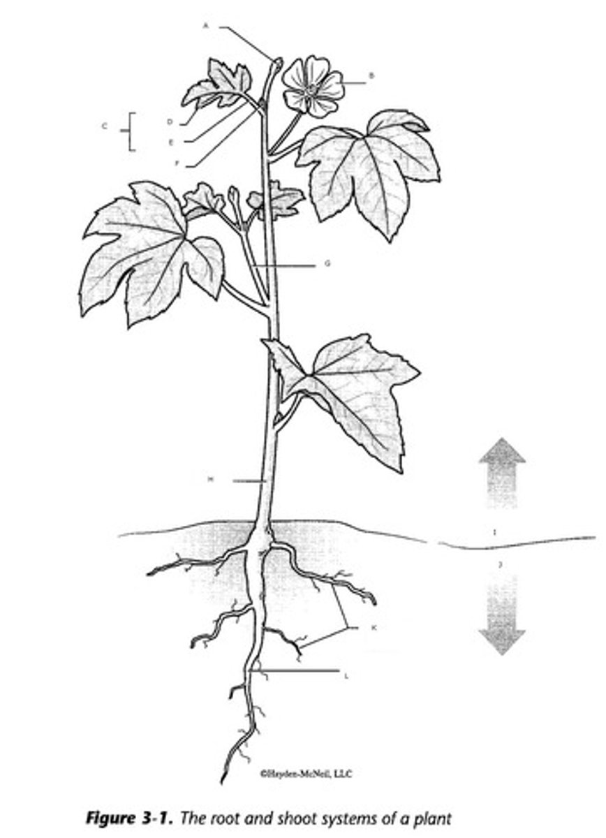 <p>grows straight down<br>large, swollen primary root</p>