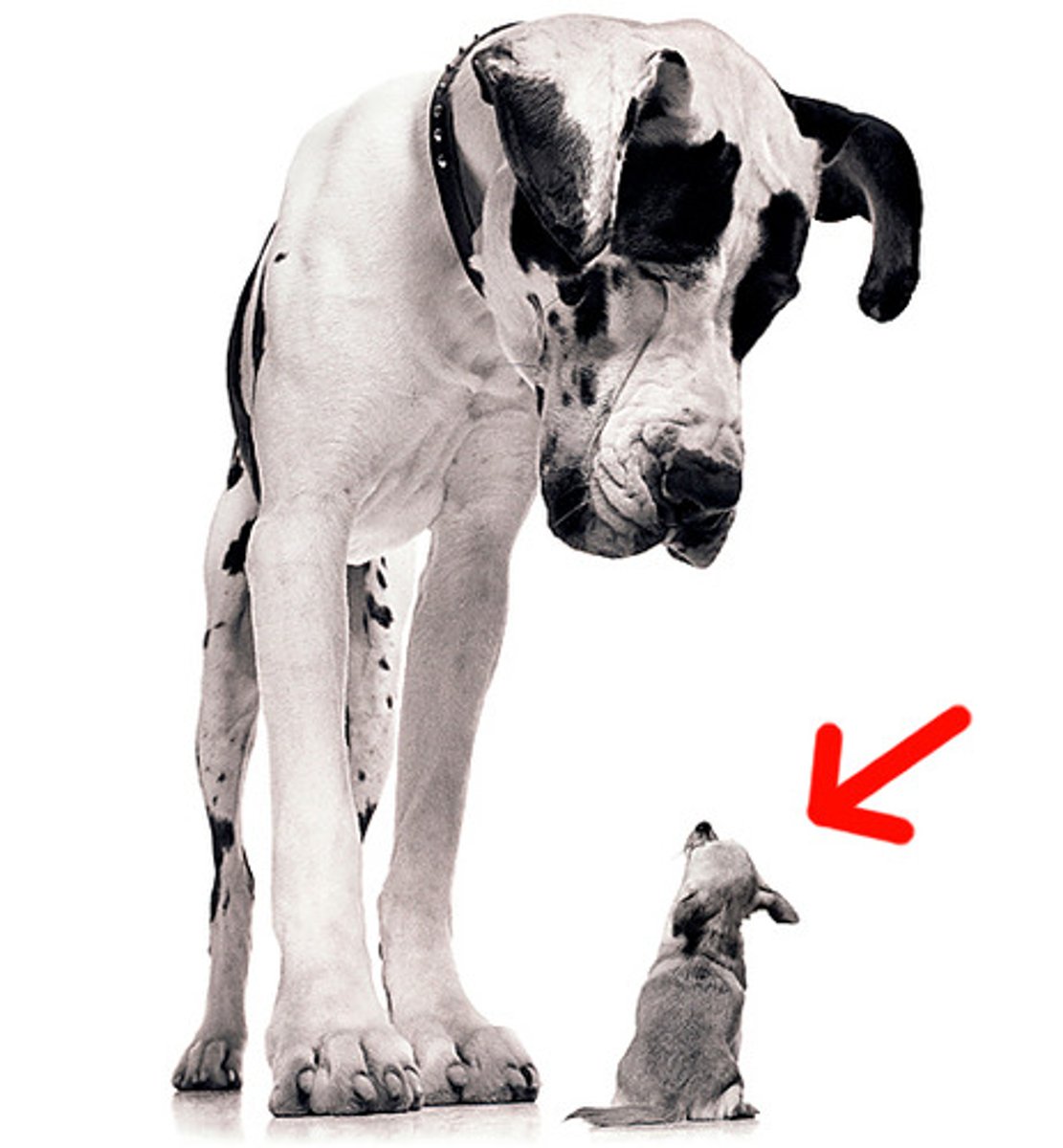 <p>ser pequeño</p>