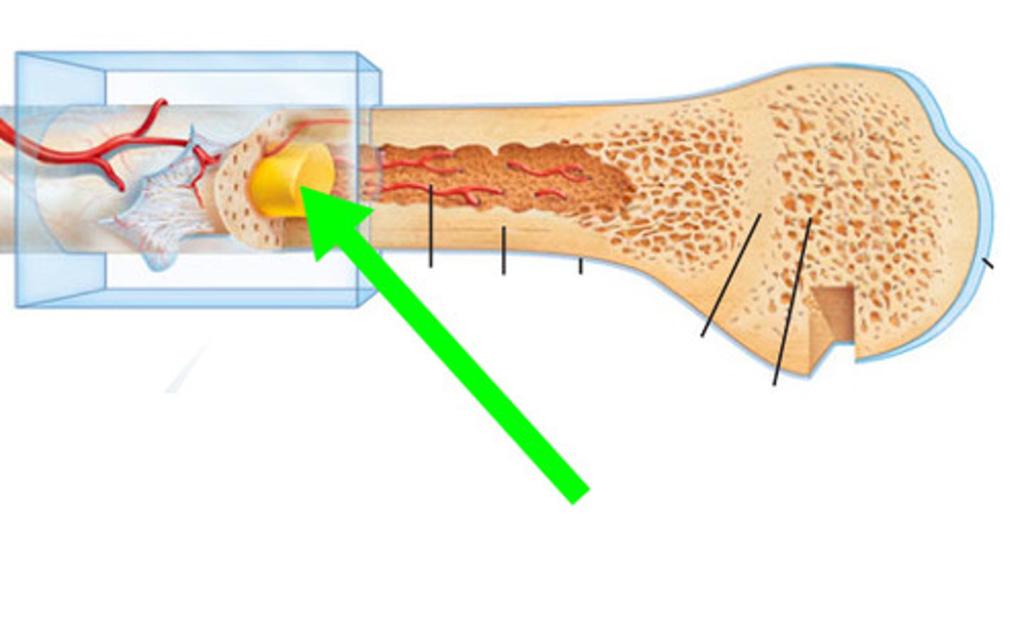 <p>high concentration of lipids within the medullary cavity</p>
