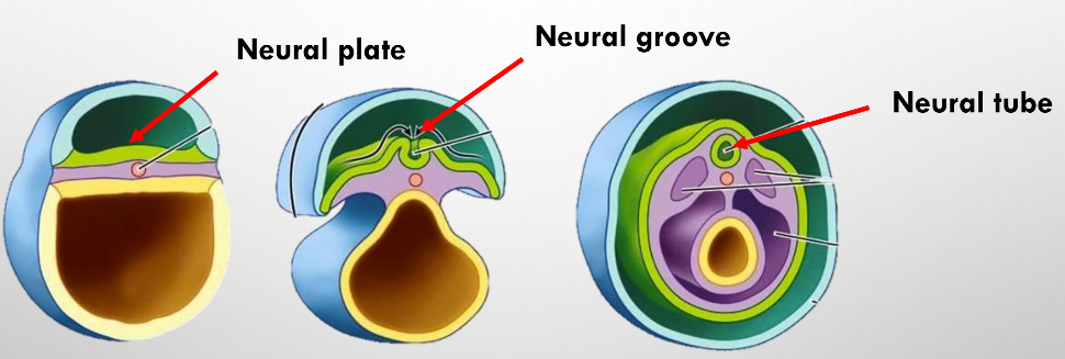 <p>• starts week 3 → marks beginning of formation of CNS</p>
<p>• formation of neural plate, neural groove and neural tube from ectoderm</p>