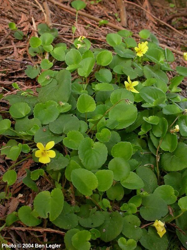 <p>Redwood Violet</p>