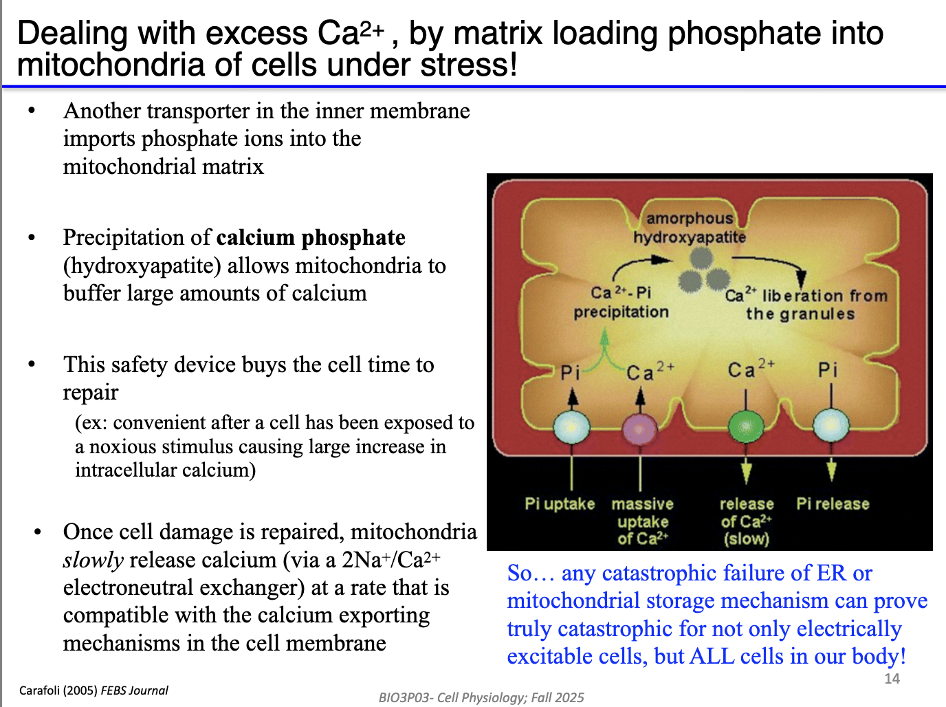 <ul><li><p class="isSelectedEnd"><span>Mitochondria import </span><strong><span>inorganic phosphate (Pi)</span></strong><span>.</span></p></li><li><p class="isSelectedEnd"><span>High Ca²⁺ + Pi → form </span><strong><span>calcium phosphate precipitates</span></strong><span>.</span></p></li><li><p class="isSelectedEnd"><span>Precipitated Ca²⁺ = </span><strong><span>inactive</span></strong><span>, preventing:</span></p><ul><li><p class="isSelectedEnd"><span>Excess Krebs cycle stimulation</span></p></li><li><p class="isSelectedEnd"><span>Excess ETC flux</span></p></li><li><p class="isSelectedEnd"><span>ROS generation</span></p></li></ul></li><li><p class="isSelectedEnd"><span>When ER/SR needs Ca²⁺, free Ca²⁺ diffuses out → due to low Ca</span><sup><span>2+</span></sup><span> in mitochondria, precipitates dissolve → replenish Ca²⁺ stores.</span></p></li><li><p><span>Buffering prevents mitochondrial Ca²⁺ overload except under extreme stress (e.g., ischemia/reperfusion).</span></p></li></ul><p></p>